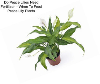 Do Peace Lilies Need Fertilizer – When To Feed Peace Lily Plants