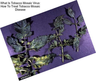 What Is Tobacco Mosaic Virus: How To Treat Tobacco Mosaic Disease