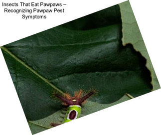 Insects That Eat Pawpaws – Recognizing Pawpaw Pest Symptoms