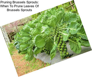 Pruning Brussels Sprouts: When To Prune Leaves Of Brussels Sprouts