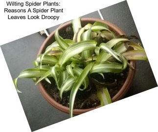 Wilting Spider Plants: Reasons A Spider Plant Leaves Look Droopy