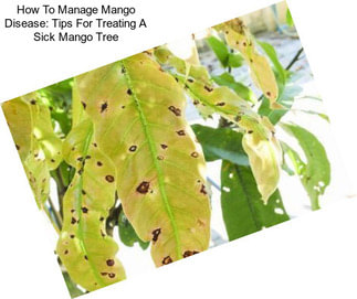 How To Manage Mango Disease: Tips For Treating A Sick Mango Tree