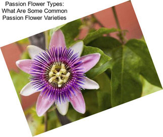 Passion Flower Types: What Are Some Common Passion Flower Varieties
