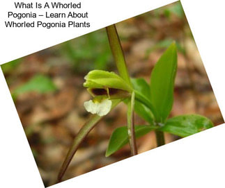 What Is A Whorled Pogonia – Learn About Whorled Pogonia Plants