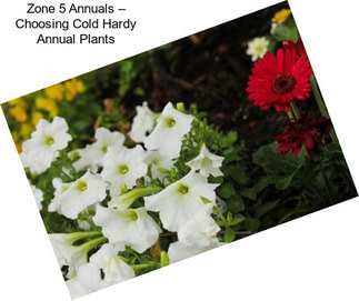 Zone 5 Annuals – Choosing Cold Hardy Annual Plants