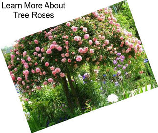 Learn More About Tree Roses