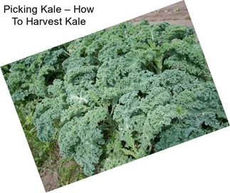 Picking Kale – How To Harvest Kale