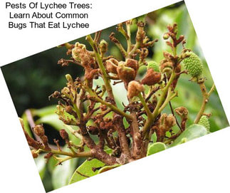 Pests Of Lychee Trees: Learn About Common Bugs That Eat Lychee