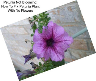 Petunia Not Blooming: How To Fix Petunia Plant With No Flowers