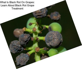 What Is Black Rot On Grapes: Learn About Black Rot Grape Treatment