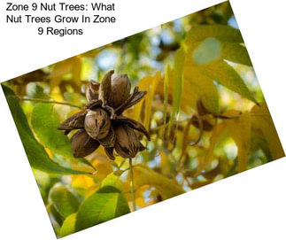 Zone 9 Nut Trees: What Nut Trees Grow In Zone 9 Regions
