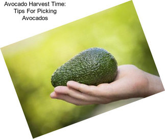 Avocado Harvest Time: Tips For Picking Avocados