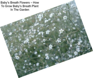 Baby\'s Breath Flowers – How To Grow Baby\'s Breath Plant In The Garden