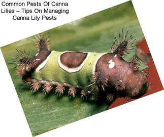 Common Pests Of Canna Lilies – Tips On Managing Canna Lily Pests