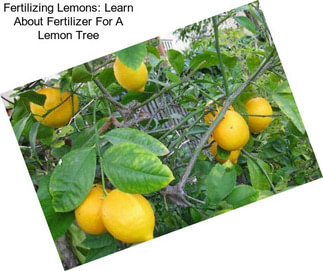 Fertilizing Lemons: Learn About Fertilizer For A Lemon Tree