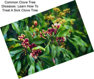Common Clove Tree Diseases: Learn How To Treat A Sick Clove Tree