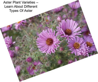 Aster Plant Varieties – Learn About Different Types Of Aster