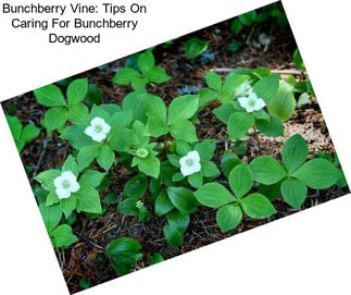 Bunchberry Vine: Tips On Caring For Bunchberry Dogwood