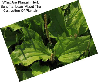 What Are Plantain Herb Benefits: Learn About The Cultivation Of Plantain