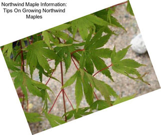 Northwind Maple Information: Tips On Growing Northwind Maples