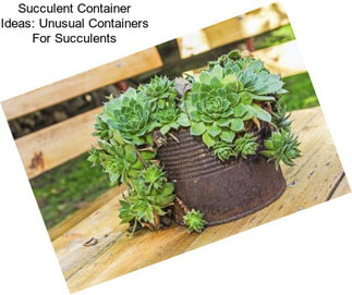 Succulent Container Ideas: Unusual Containers For Succulents