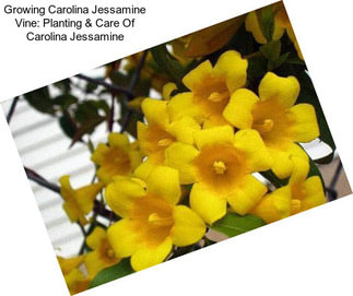 Growing Carolina Jessamine Vine: Planting & Care Of Carolina Jessamine