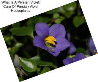 What Is A Persian Violet: Care Of Persian Violet Houseplants