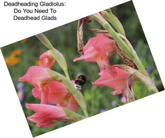 Deadheading Gladiolus: Do You Need To Deadhead Glads