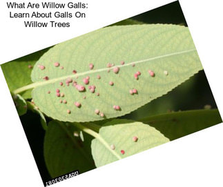 What Are Willow Galls: Learn About Galls On Willow Trees