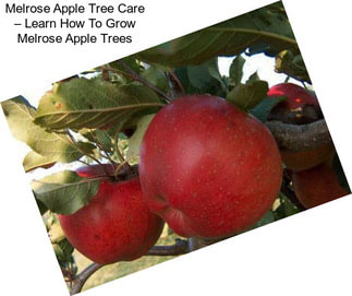 Melrose Apple Tree Care – Learn How To Grow Melrose Apple Trees