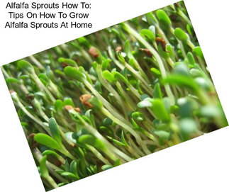 Alfalfa Sprouts How To: Tips On How To Grow Alfalfa Sprouts At Home