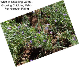 What Is Chickling Vetch – Growing Chickling Vetch For Nitrogen Fixing