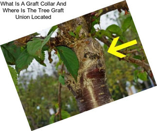 What Is A Graft Collar And Where Is The Tree Graft Union Located