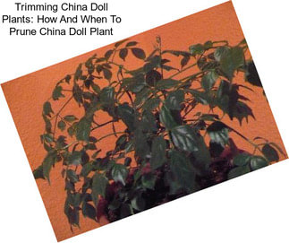 Trimming China Doll Plants: How And When To Prune China Doll Plant