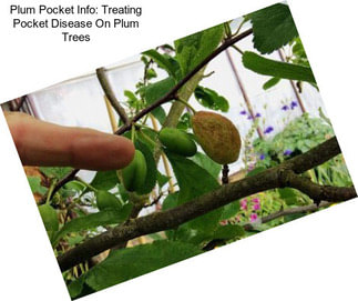 Plum Pocket Info: Treating Pocket Disease On Plum Trees