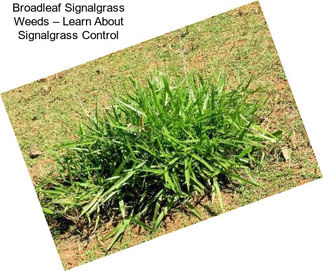 Broadleaf Signalgrass Weeds – Learn About Signalgrass Control