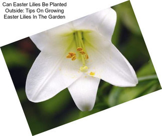 Can Easter Lilies Be Planted Outside: Tips On Growing Easter Lilies In The Garden