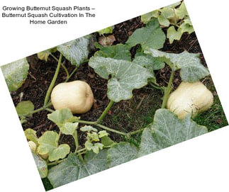 Growing Butternut Squash Plants – Butternut Squash Cultivation In The Home Garden