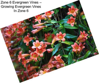 Zone 6 Evergreen Vines – Growing Evergreen Vines In Zone 6