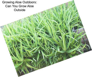 Growing Aloe Outdoors: Can You Grow Aloe Outside
