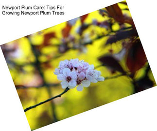 Newport Plum Care: Tips For Growing Newport Plum Trees