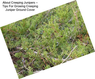 About Creeping Junipers – Tips For Growing Creeping Juniper Ground Cover