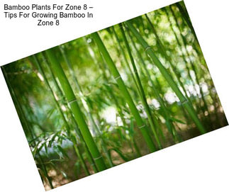 Bamboo Plants For Zone 8 – Tips For Growing Bamboo In Zone 8