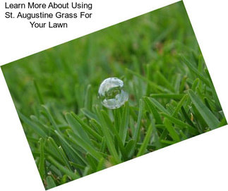 Learn More About Using St. Augustine Grass For Your Lawn