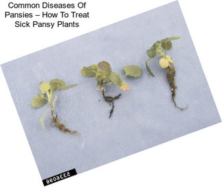 Common Diseases Of Pansies – How To Treat Sick Pansy Plants