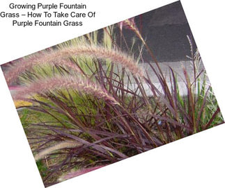 Growing Purple Fountain Grass – How To Take Care Of Purple Fountain Grass