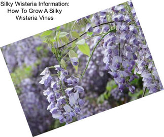 Silky Wisteria Information: How To Grow A Silky Wisteria Vines