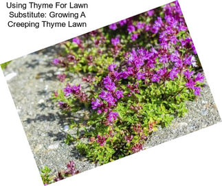 Using Thyme For Lawn Substitute: Growing A Creeping Thyme Lawn