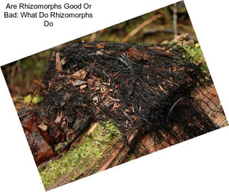 Are Rhizomorphs Good Or Bad: What Do Rhizomorphs Do
