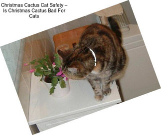 Christmas Cactus Cat Safety – Is Christmas Cactus Bad For Cats